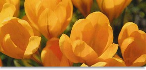 Vzorník látek markýzy